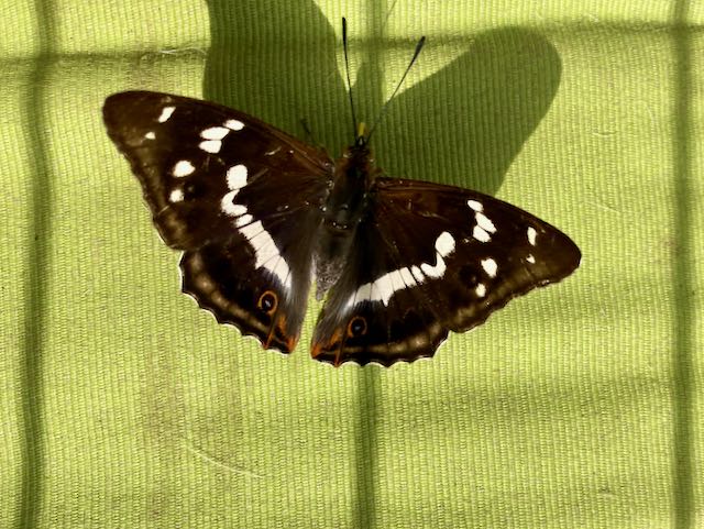 Schillerfalter